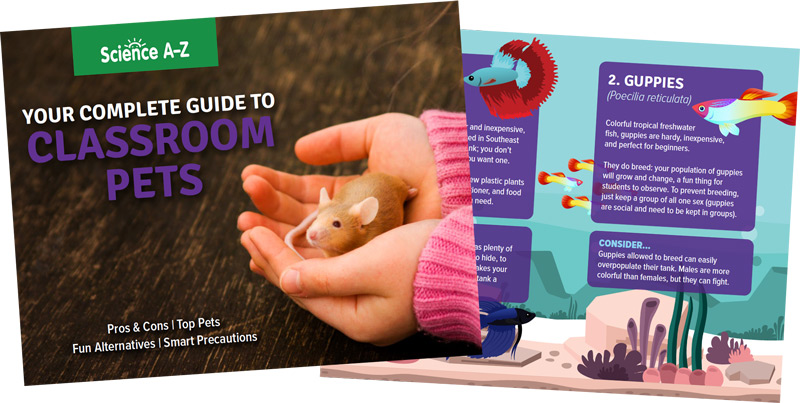 Your Complete Guide to Classroom Pets